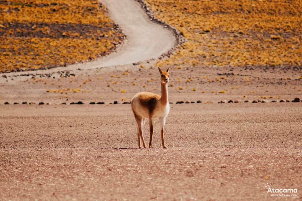 Lagunas Altiplânicas - Deserto do Atacama, Chile