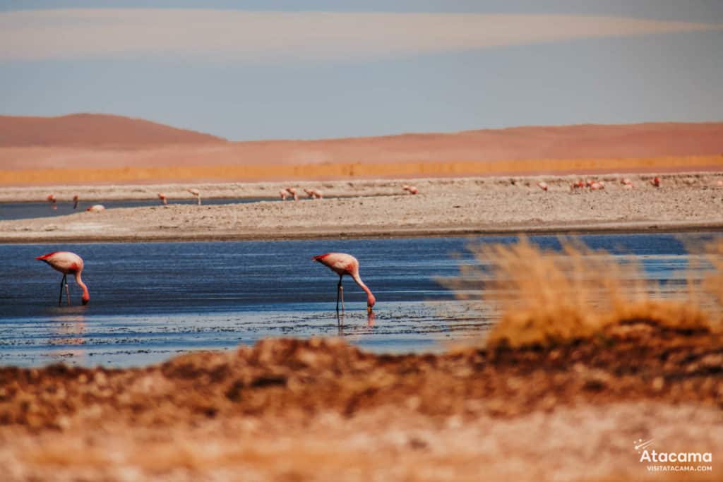 Salar de Tara no Deserto do Atacama, Chile | Foto: Robson Franzoi