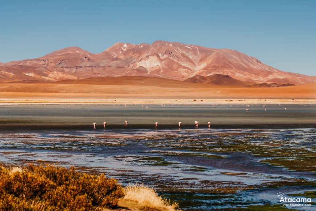 Salar de Tara no Deserto do Atacama, Chile | Foto: Robson Franzoi