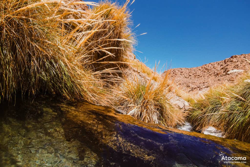 Termas de Puritama, Deserto do Atacama - Chile | Foto: Robson Franzoi Termas de Puritama, Deserto do Atacama - Chile | Foto: Robson Franzoi