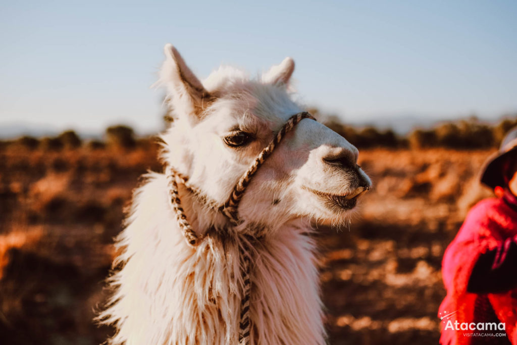 Acampar no Deserto do Atacama: com a melhor agência de aventura