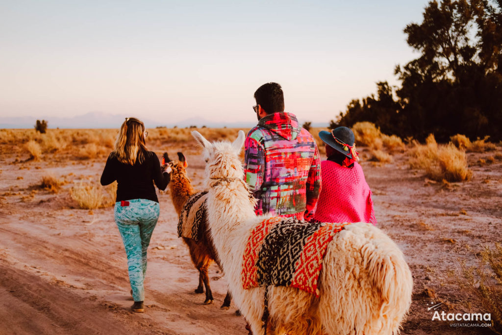 Caravana de lhamas - Acampamento no Atacama