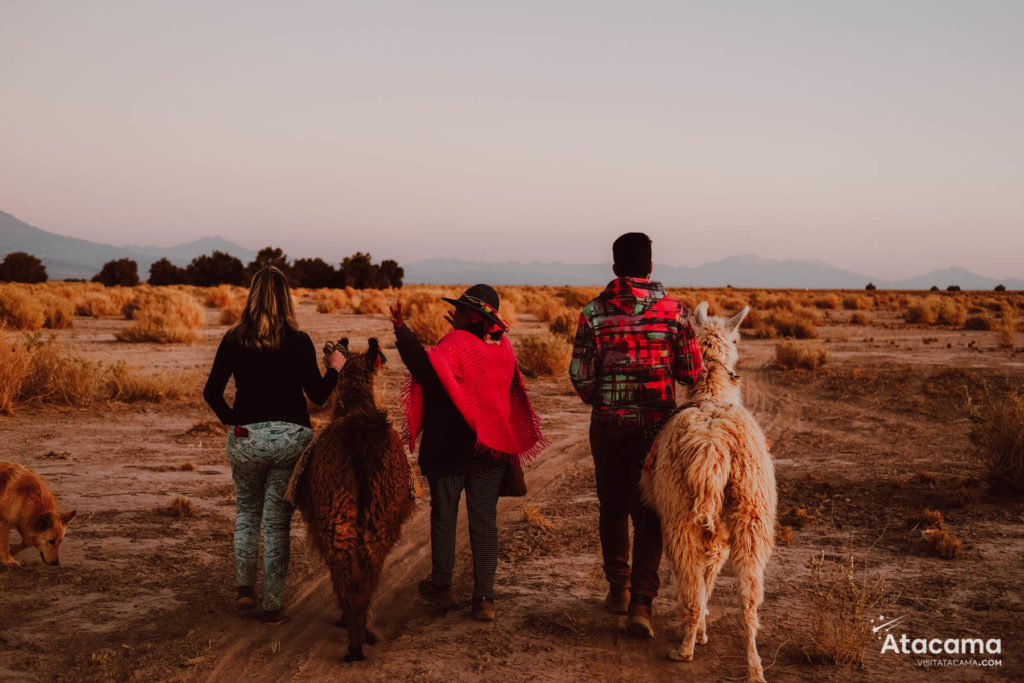 Caravana de lhamas - Acampamento no Atacama