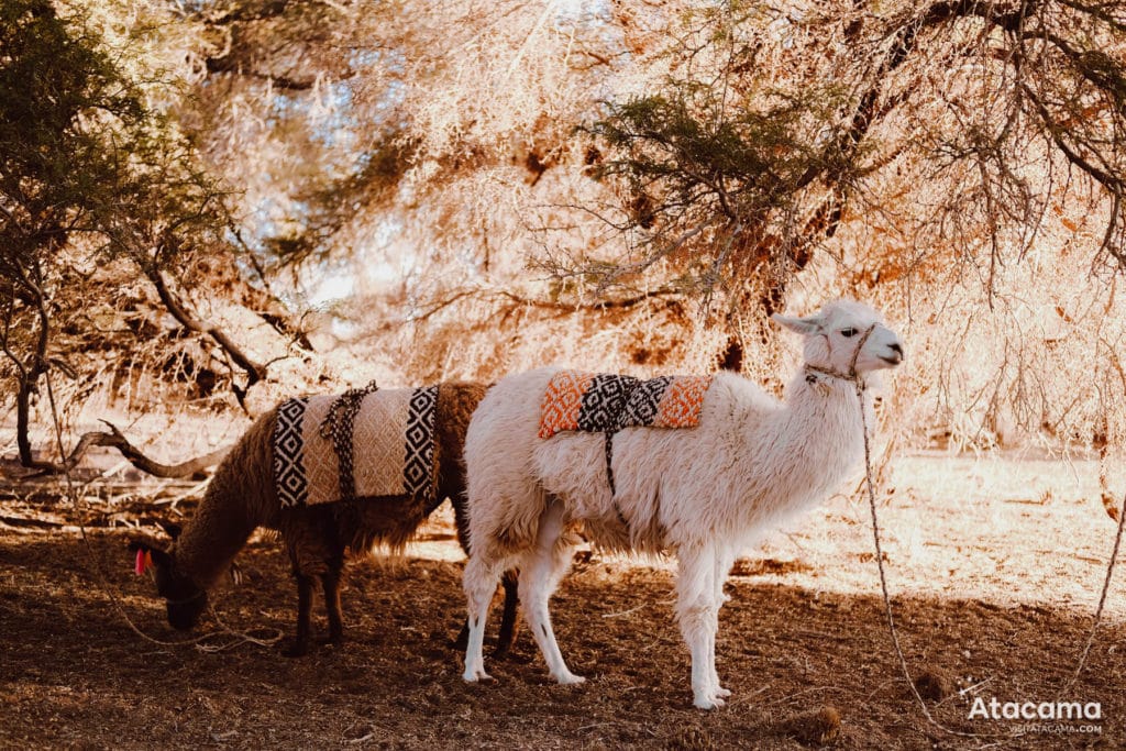 Acampamento no Atacama com agência Sorbac