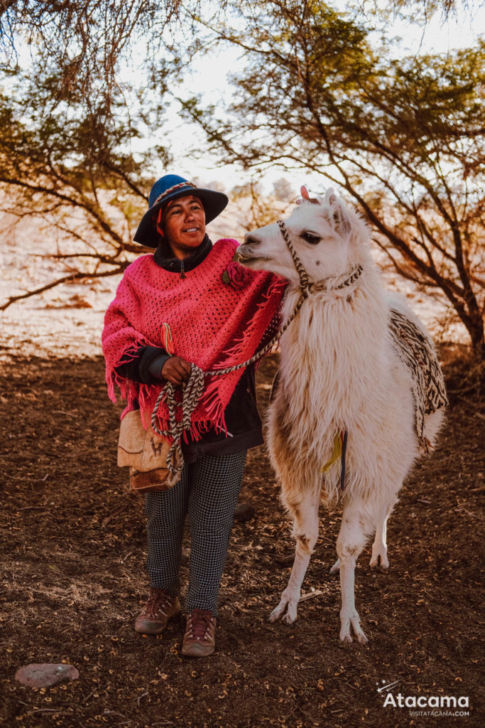 Caravana de lhamas - Acampamento no Atacama